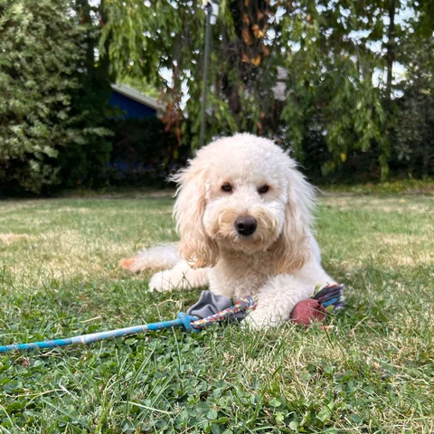 My goldendoodle in the backyard with a rope toy